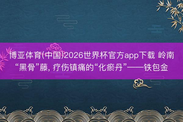 博亚体育(中国)2026世界杯官方app下载 岭南“黑骨”藤， 疗伤镇痛的“化瘀丹”——铁包金